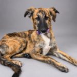 Photo de INMA, un lévrier à adopté