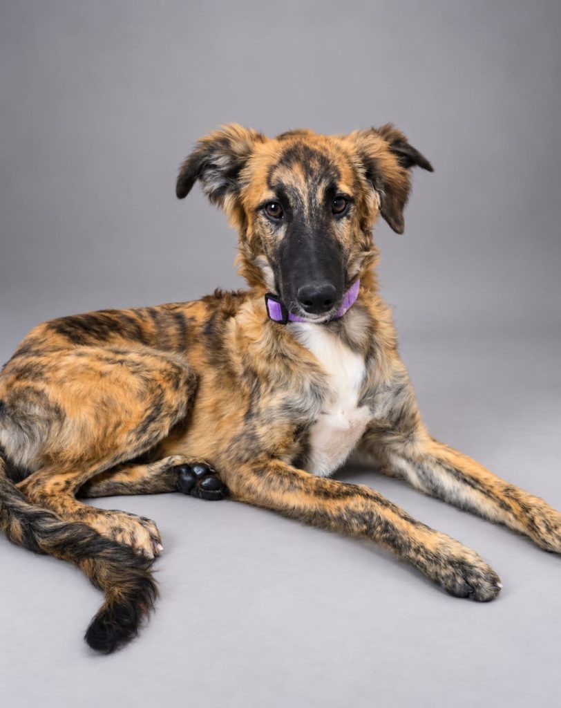 Photo de INMA, un lévrier en attente d adoption