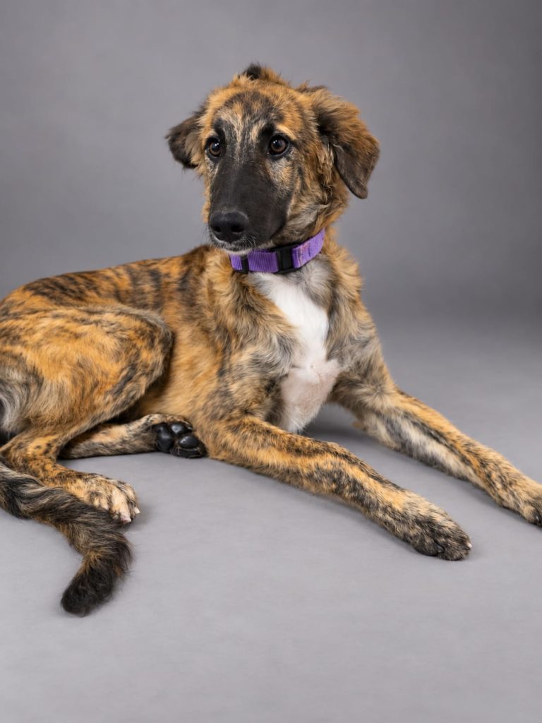 Photo de INMA, un lévrier en attente d adoption