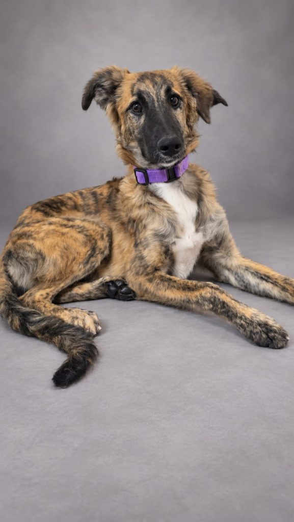 Photo de INMA, un lévrier en attente d adoption