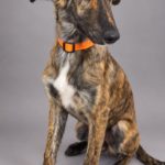Photo de IRENE, un lévrier à adopté
