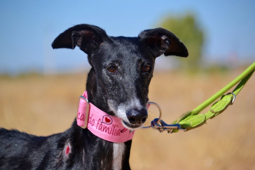 Photo de MAMI, un lévrier en attente d adoption