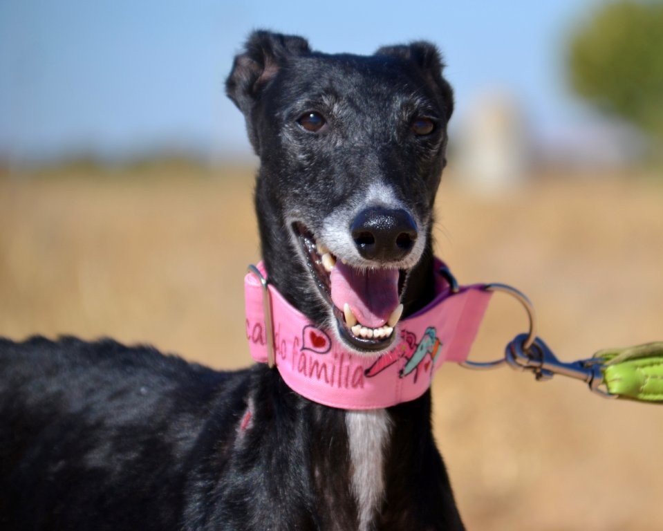 Photo de MAMI, un lévrier en attente d adoption