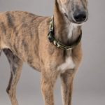 Photo de MIGUEL, un lévrier à adopté