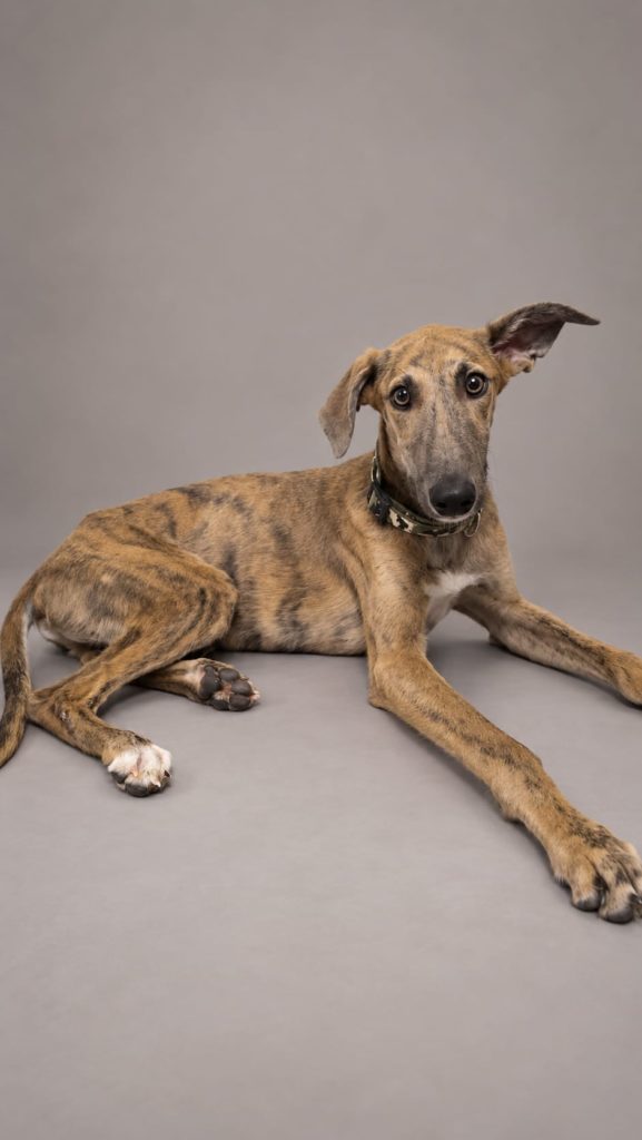 Photo de MIGUEL, un lévrier en attente d adoption