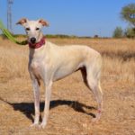 Photo de PAULA, un lévrier à adopté