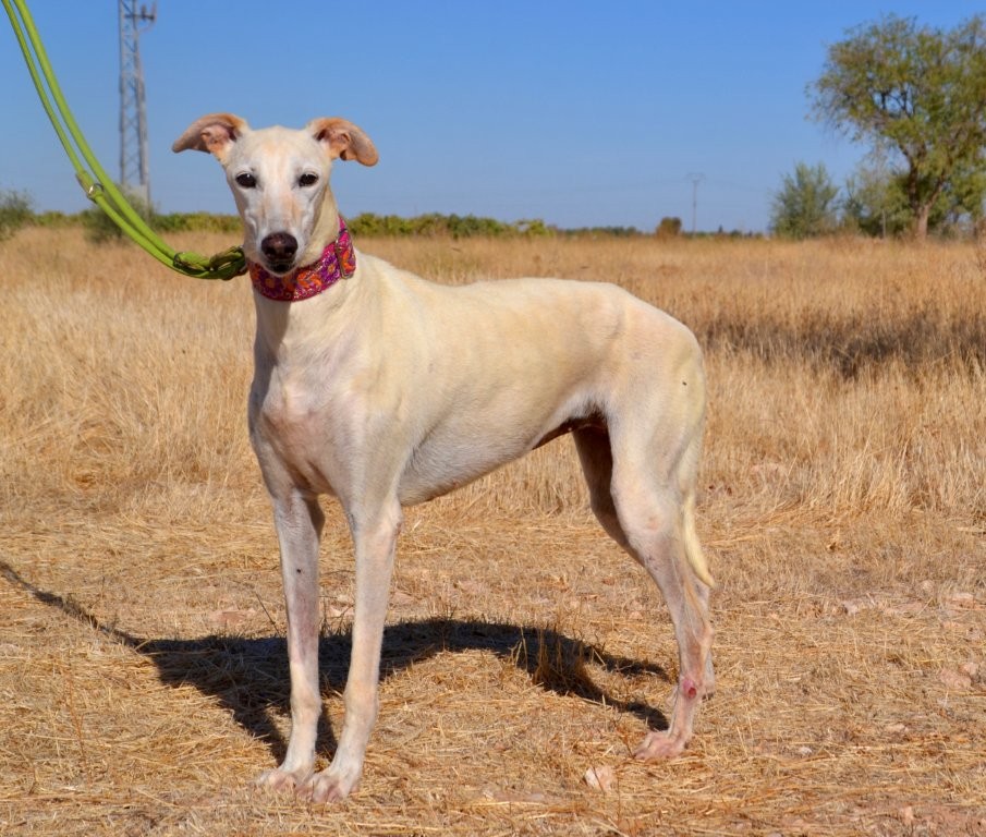 Photo de PAULA, un lévrier en attente d adoption