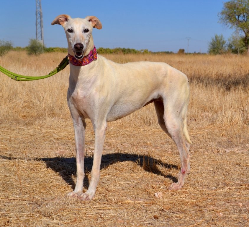 Photo de PAULA, un lévrier en attente d adoption