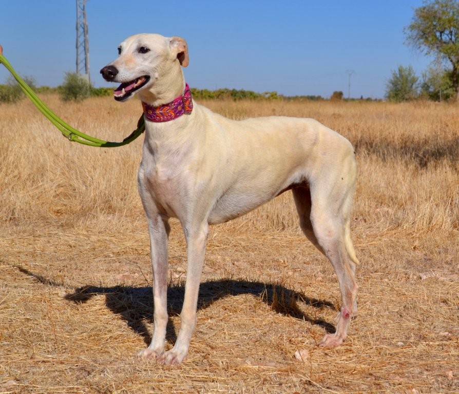 Photo de PAULA, un lévrier en attente d adoption