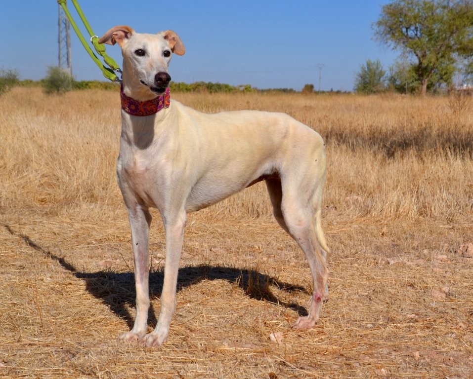 Photo de PAULA, un lévrier en attente d adoption