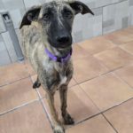 Photo de PRESLEY, lévrier qui à été adopté