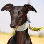 Photo de CATALINA, un lévrier à adopté
