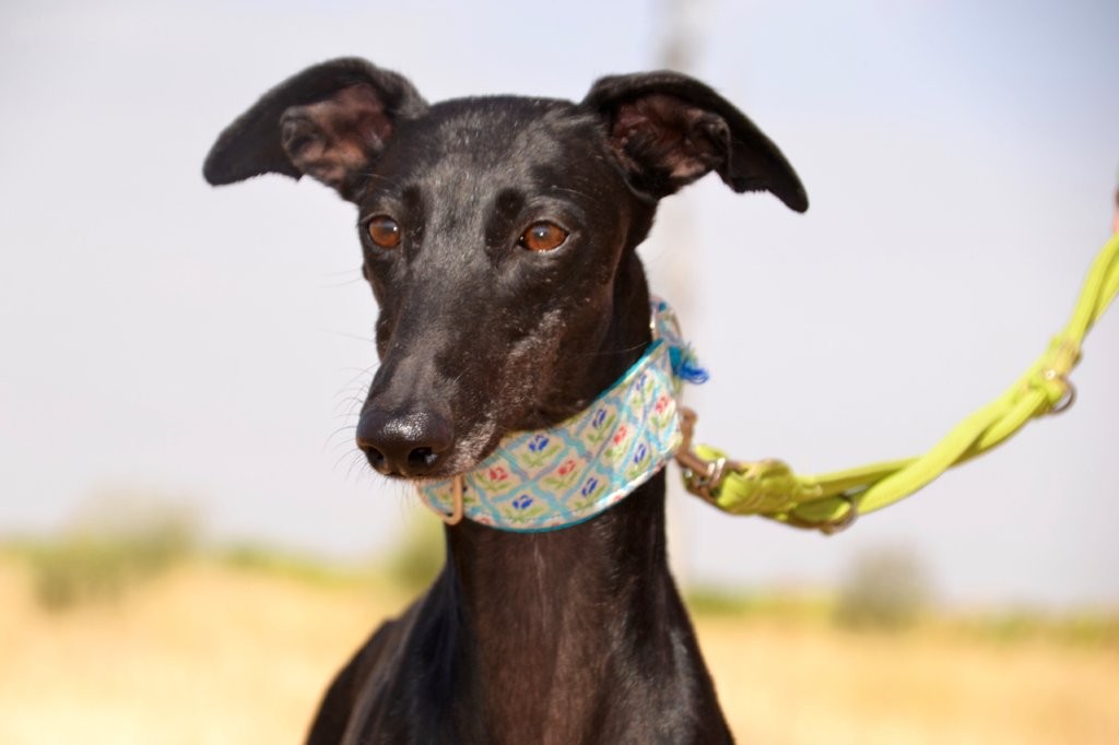 Photo de CATALINA, un lévrier en attente d adoption
