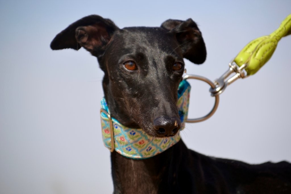 Photo de CATALINA, un lévrier en attente d adoption