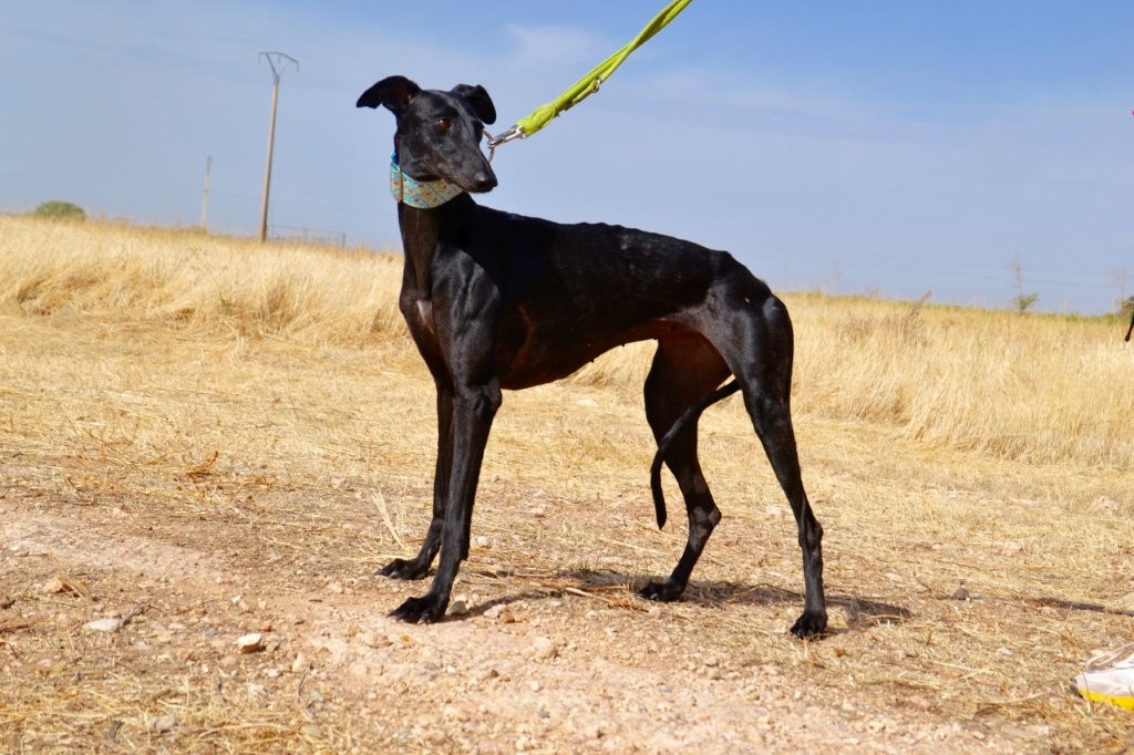 Photo de CATALINA, un lévrier en attente d adoption