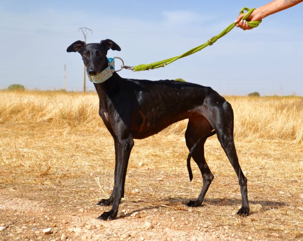 Photo de CATALINA, un lévrier en attente d adoption
