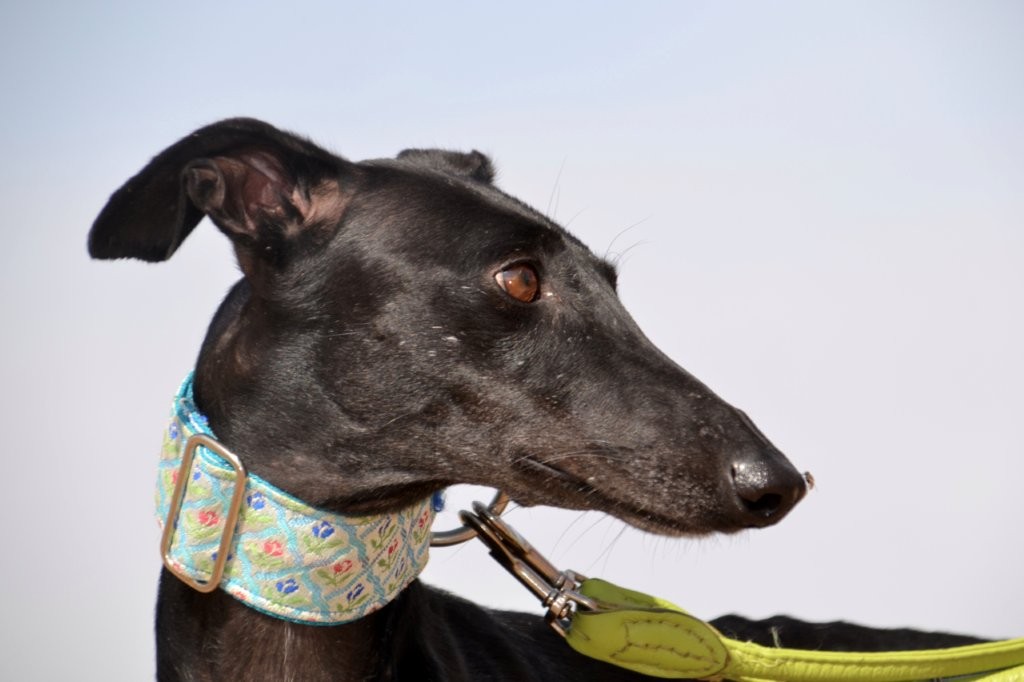 Photo de CATALINA, un lévrier en attente d adoption