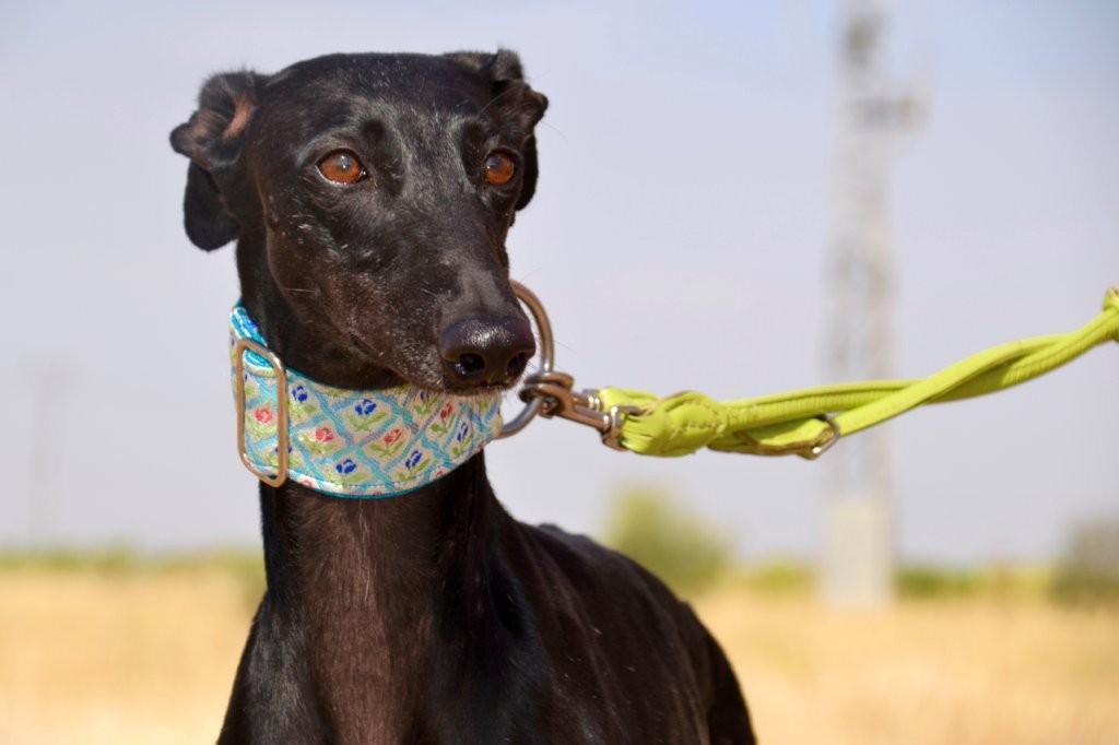 Photo de CATALINA, un lévrier en attente d adoption