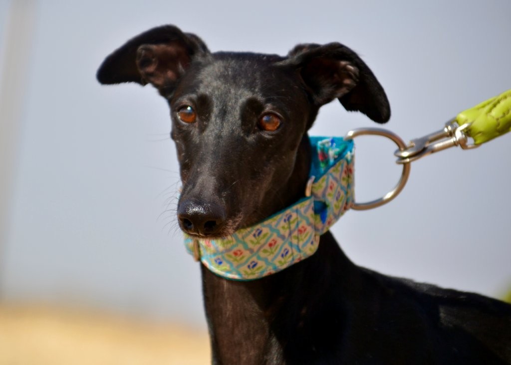 Photo de CATALINA, un lévrier en attente d adoption