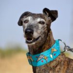 Photo de MUNECA, un lévrier à adopté