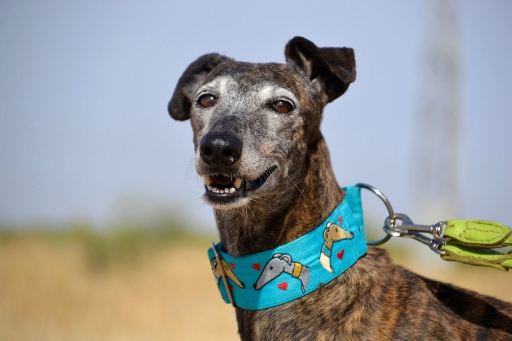 Photo de MUNECA, un lévrier en attente d adoption