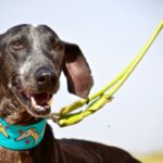 Photo de ROCKY, un lévrier à adopté
