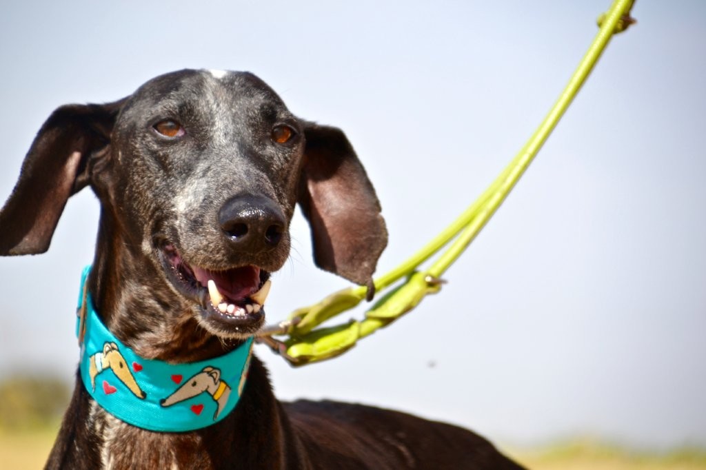 Photo de ROCKY, un lévrier en attente d adoption