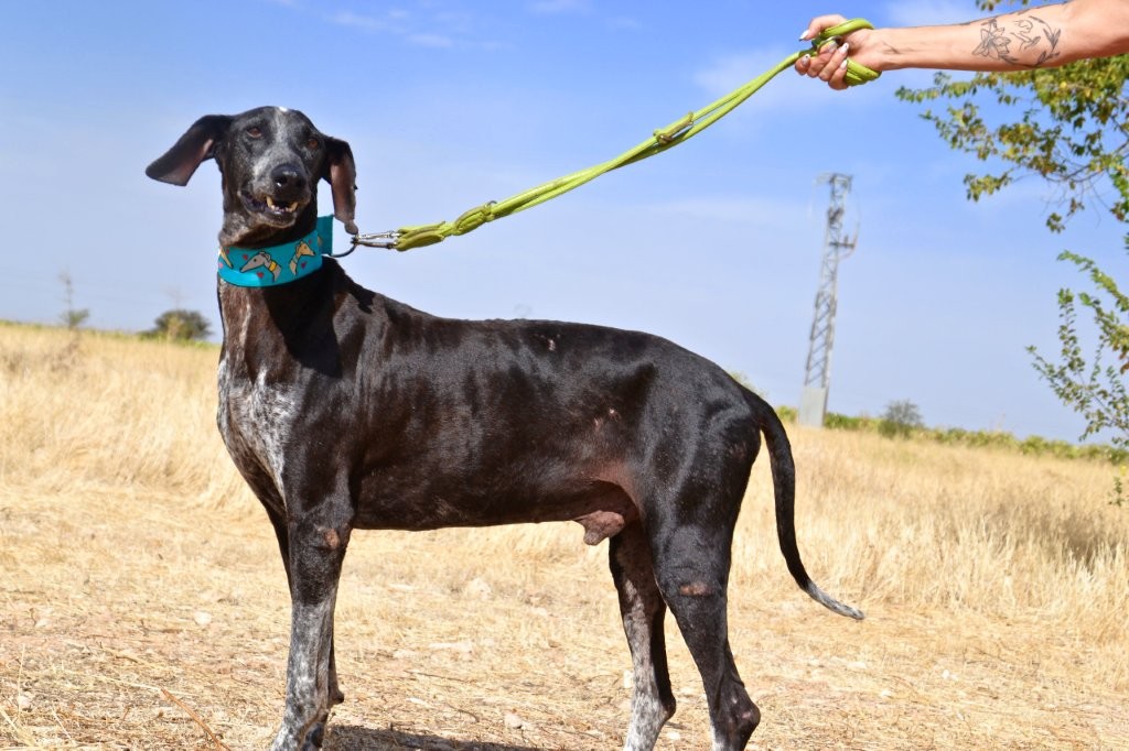 Photo de ROCKY, un lévrier en attente d adoption