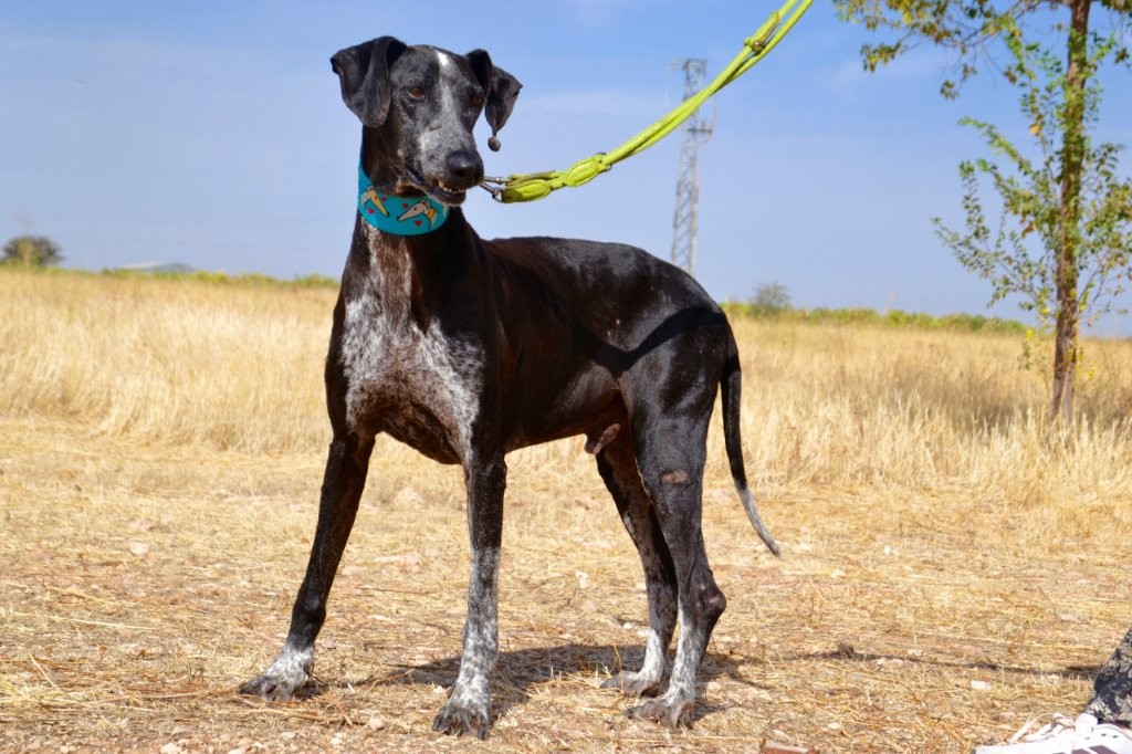 Photo de ROCKY, un lévrier en attente d adoption