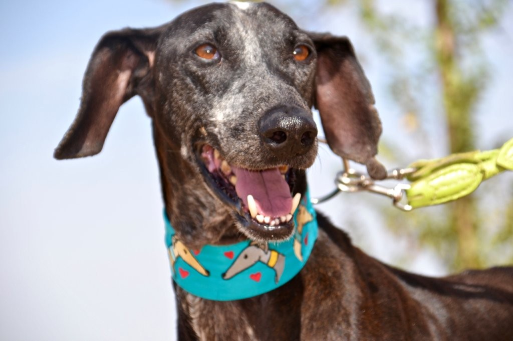 Photo de ROCKY, un lévrier en attente d adoption