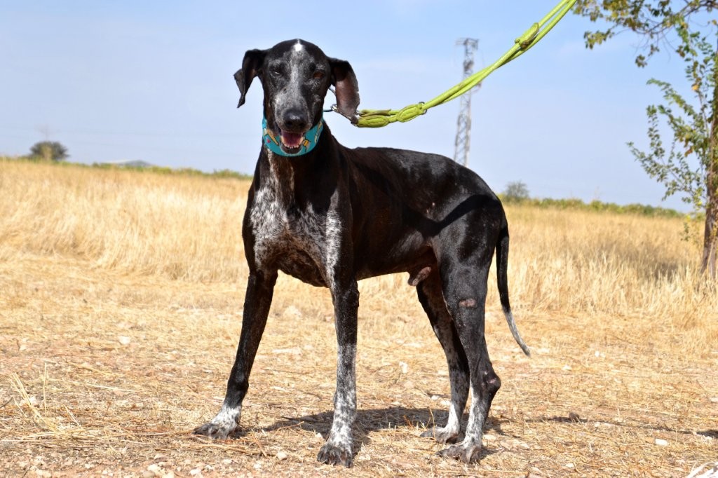 Photo de ROCKY, un lévrier en attente d adoption