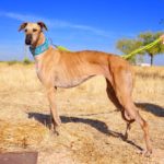 Photo de TILA, lévrier qui à été adopté