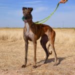 Photo de VESANA, lévrier qui à été adopté