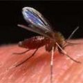 leischmaniose