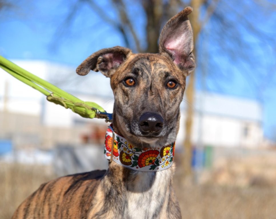 Photo de BLAS, un lévrier en attente d adoption