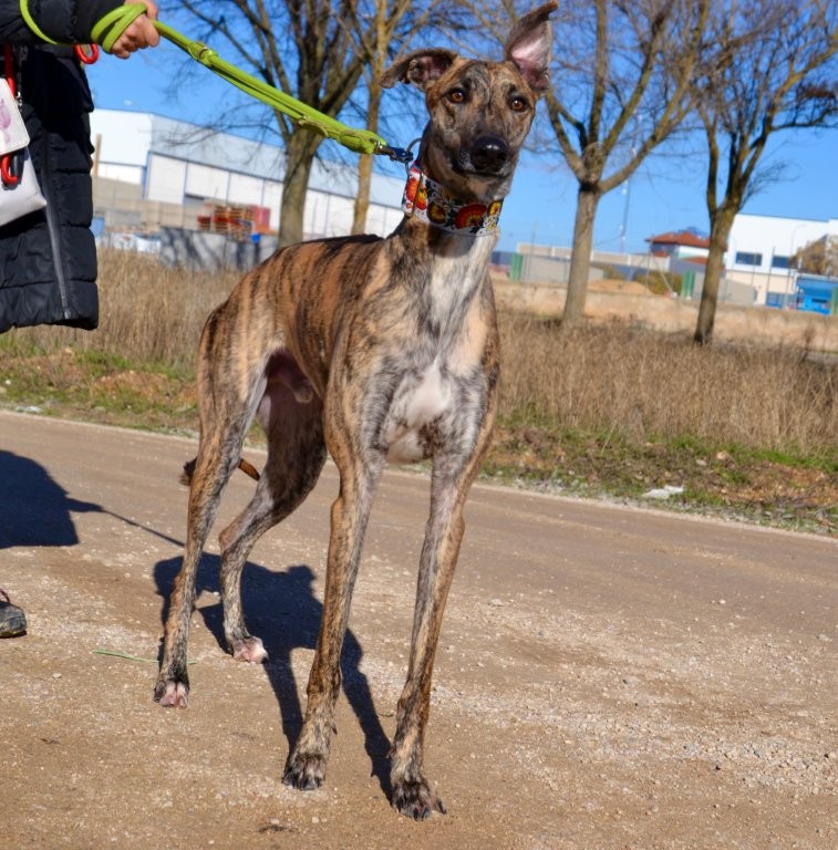 Photo de BLAS, un lévrier en attente d adoption