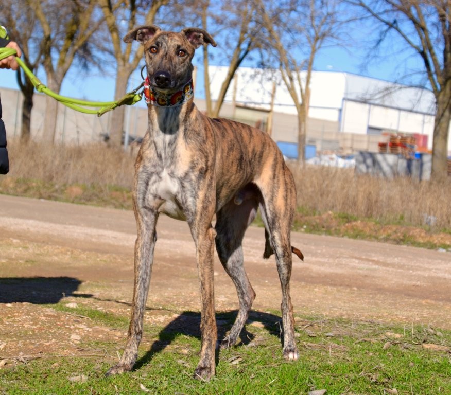 Photo de BLAS, un lévrier en attente d adoption