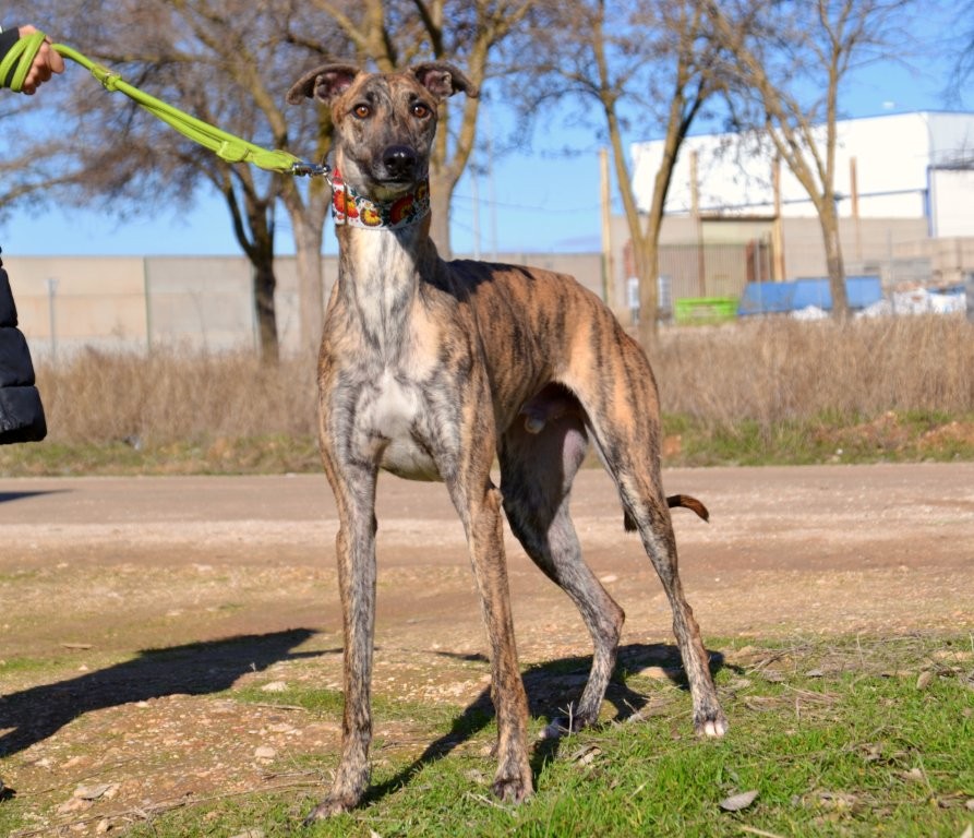 Photo de BLAS, un lévrier en attente d adoption