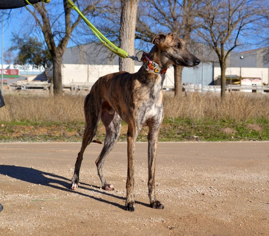 Photo de BLAS, un lévrier en attente d adoption