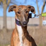 Photo de NALON, un lévrier à adopté