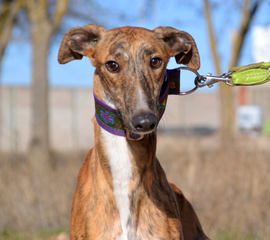 Photo de NALON, un lévrier en attente d adoption