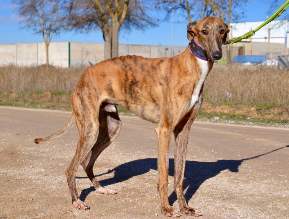 Photo de NALON, un lévrier en attente d adoption