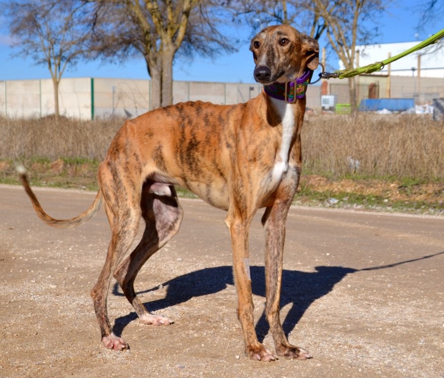 Photo de NALON, un lévrier en attente d adoption