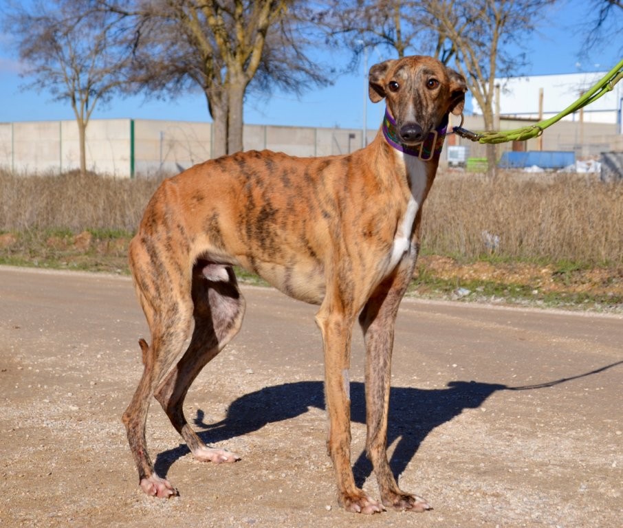 Photo de NALON, un lévrier en attente d adoption