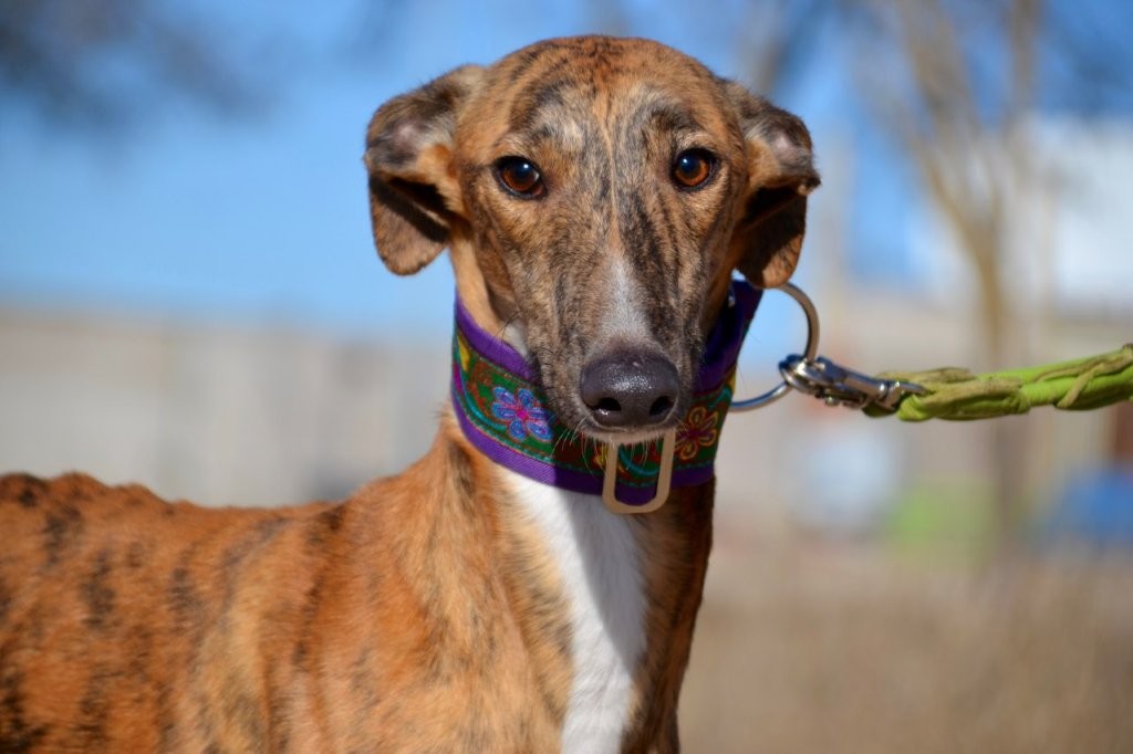 Photo de NALON, un lévrier en attente d adoption