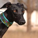 Photo de NAVIDAD, un lévrier à adopté