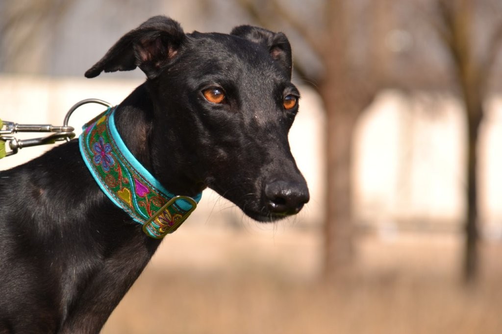 Photo de NAVIDAD, un lévrier en attente d adoption