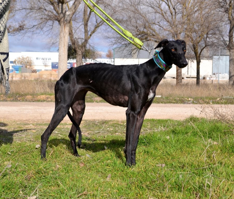 Photo de NAVIDAD, un lévrier en attente d adoption