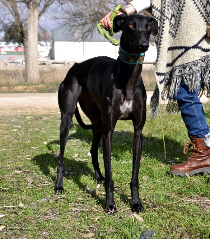 Photo de NAVIDAD, un lévrier en attente d adoption