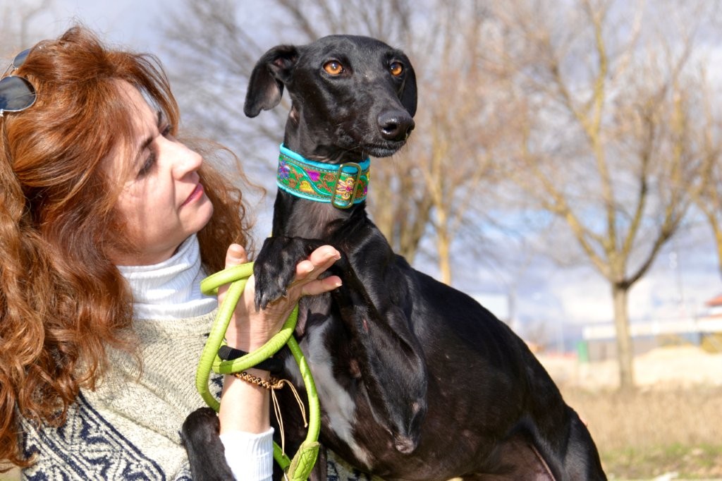 Photo de NAVIDAD, un lévrier en attente d adoption